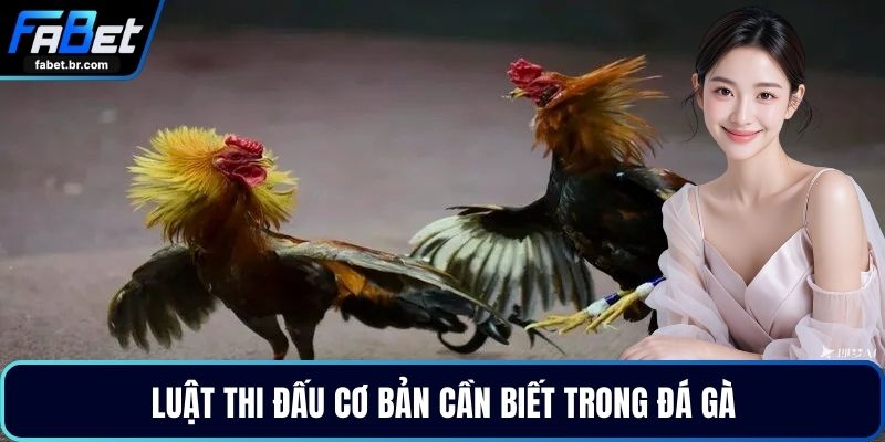 Luật thi đấu cơ bản cần biết trong đá gà